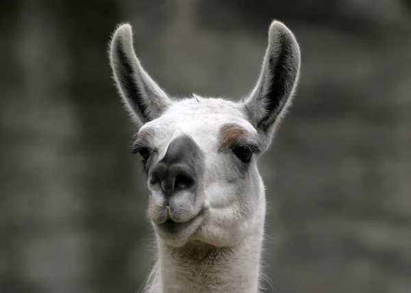 Divertido retrato de primer plano de llama — Foto de Stock