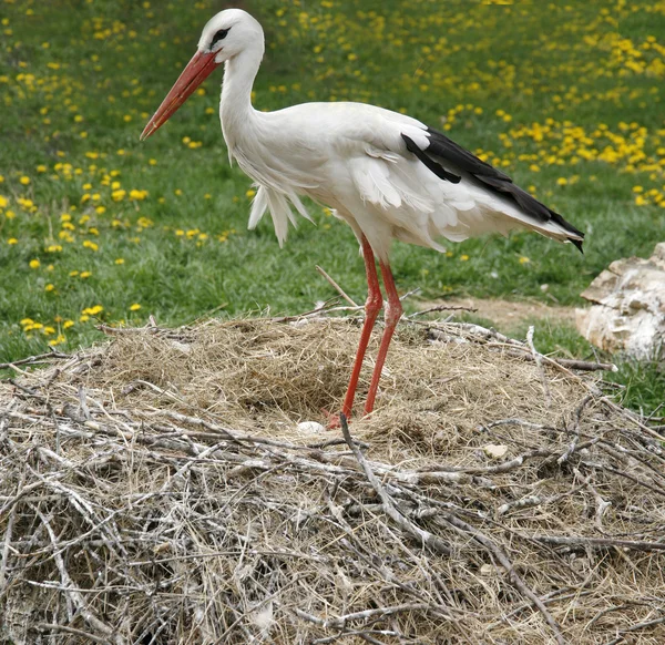Fehér gólya fészek, vidéki helyen, a tojások a gazdaságban — Stock Fotó