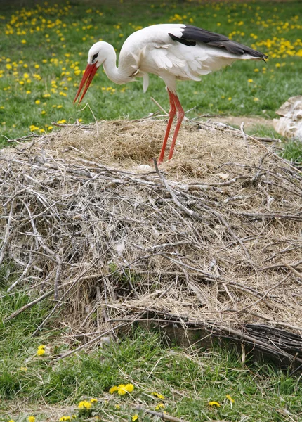 Gólya fészek, vidéki helyen, a tojások a gazdaságban — Stock Fotó