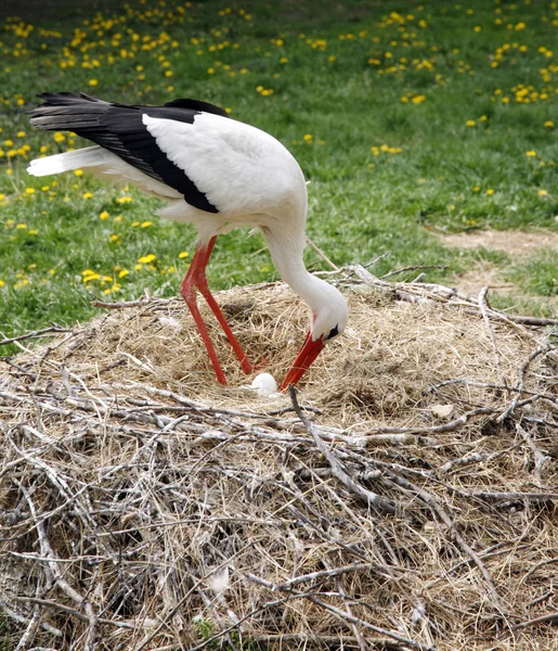 Stork nest on the farm in rural location with eggs — Stock Photo, Image