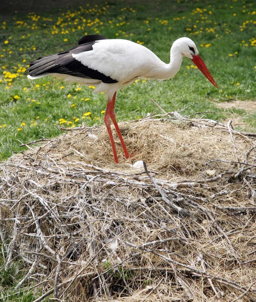 Gólya fészek, vidéki helyen, a tojások a gazdaságban — Stock Fotó