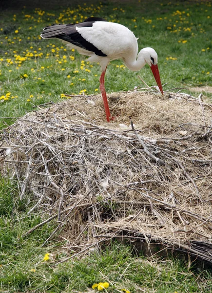 Stork nest on the farm in rural location with eggs — Stock Photo, Image