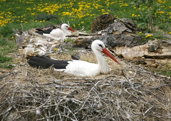 Nido de cigüeña en la granja en zona rural con huevos — Foto de Stock