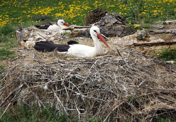 Ooievaar nesten op de boerderij in landelijke omgeving met eieren — Stockfoto