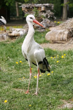 Beyaz leylek. Ciconia ciconia çiftlik kırsal sahne