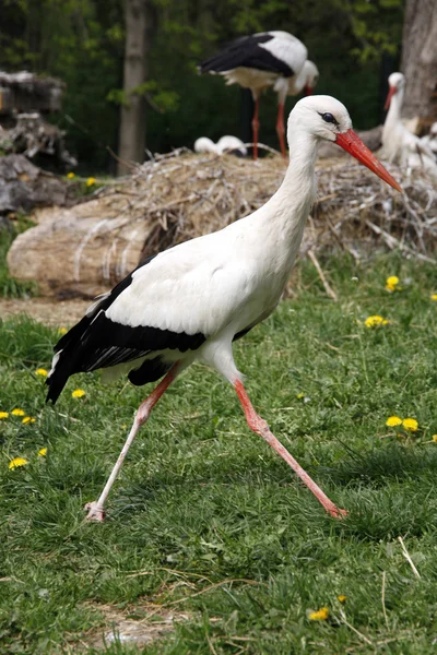 Hvid stork. Ciconia ciconia på engen landdistrikterne scene - Stock-foto