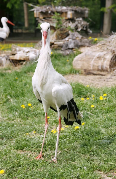 Bocian biały. Ciconia ciconia w scenie wiejski łąka — Zdjęcie stockowe