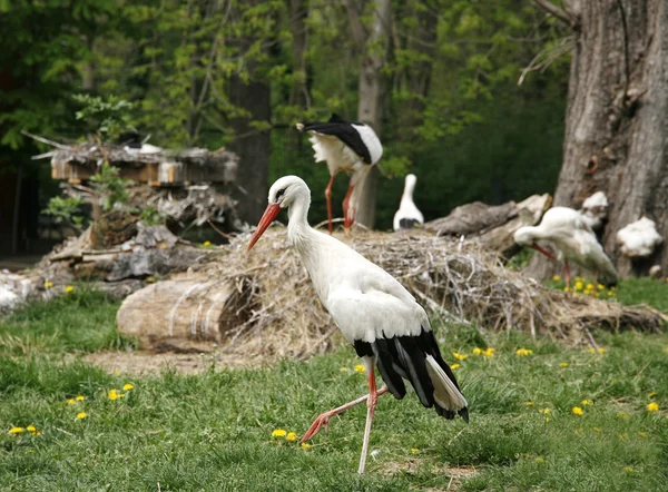 White storks. Ciconia ciconia on the farm rural scene — Stock Photo, Image