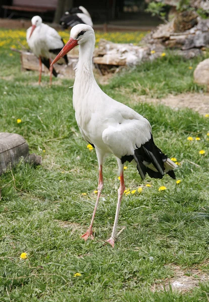 Cigüeñas blancas. Ciconia ciconia en la granja escena rural — Foto de Stock