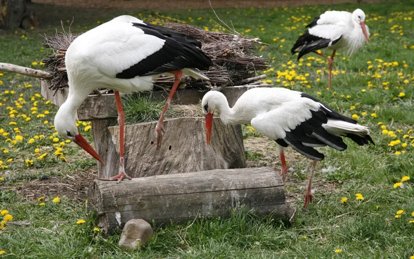 Beyaz leylekler. Ciconia ciconia çiftlik kırsal sahne — Stok fotoğraf