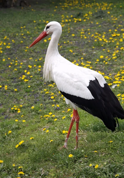 Cigüeña blanca. Ciconia ciconia en la granja escena rural — Foto de Stock