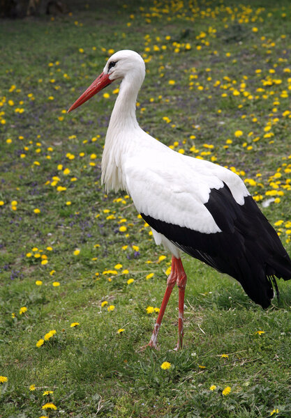 White stork. Ciconia ciconia on the farm rural scene