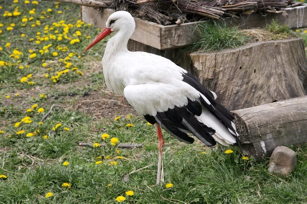 Cigüeña blanca. Ciconia ciconia en la granja escena rural — Foto de Stock