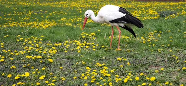 White stork. Ciconia ciconia in the meadow rural scene — Stock Photo, Image