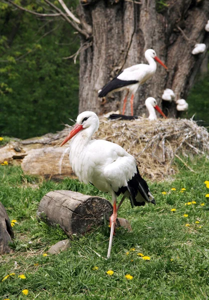 コウノトリ。ファームの田園風景にコウノトリ — ストック写真