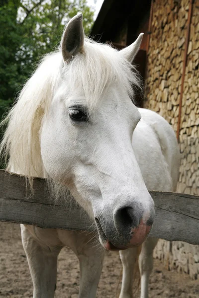 Närbild av en vit ponny-häst. Ponny ser över corral dörren — Stockfoto