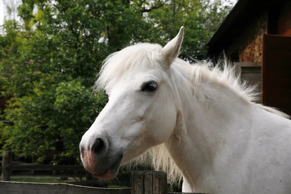 Vue de côté prise de tête d'un cheval poney gris — Photo