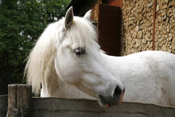 Närbild av en vit ponny-häst. Ponny ser över corral dörren — Stockfoto