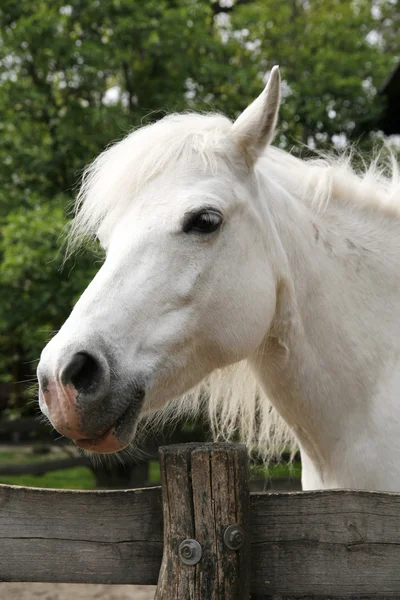 Zijaanzicht headshot van een grijze pony paard — Stockfoto