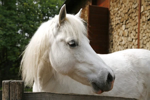 Vista laterale foto di un cavallo grigio pony — Foto Stock