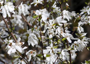 Beyaz Manolya çiçek çiçek açmış. Tulipe ağaç