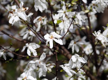 Bahçe bahar beyaz çiçek açan Manolya ağacında