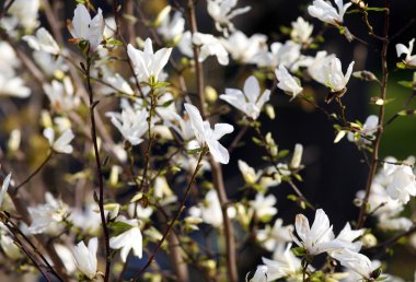 Beyaz Manolya çiçek çiçek açmış. Tulipe ağaç