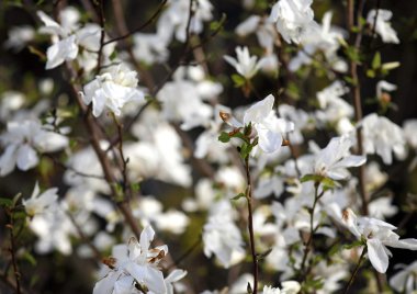 Beyaz Manolya çiçek çiçek açmış. Tulipe ağaç
