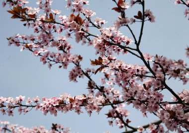 pembe renkli kiraz çiçeği şube karşı mavi sk bahçesinde