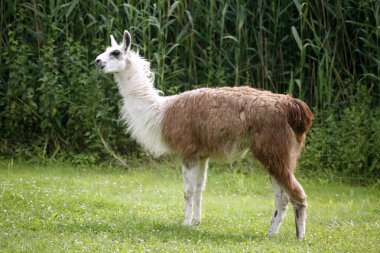 Llamas Nehri yan kırsal sahne üzerinde otlatmak