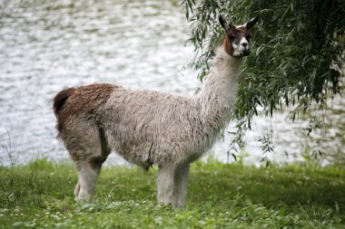 Llamas tarafından nehir kırsal sahne otlatmak