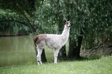 Llamas tarafından nehir kırsal sahne otlatmak