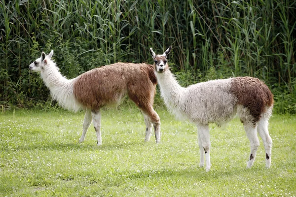 Llamas пасутся на берегу реки сельской местности — стоковое фото