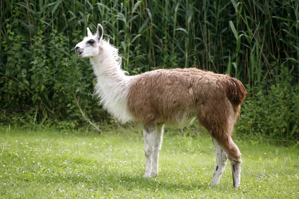 Lama pascolare sulla scena rurale lato fiume — Foto Stock