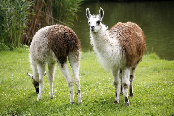 Lama pascolano vicino alla scena rurale lungo il fiume — Foto Stock