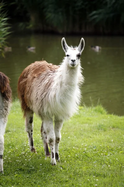 Llamas пасутся на берегу реки сельской местности — стоковое фото