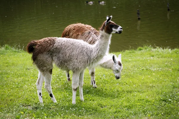 Lamas pâturent sur le bord de la rivière scène rurale — Photo