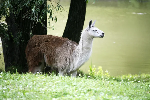 Llamas пасутся на берегу реки сельской местности — стоковое фото