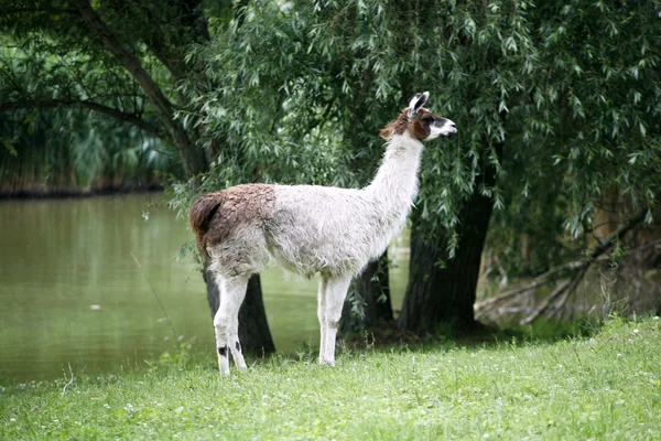 Llamas пасутся на берегу реки сельской местности — стоковое фото