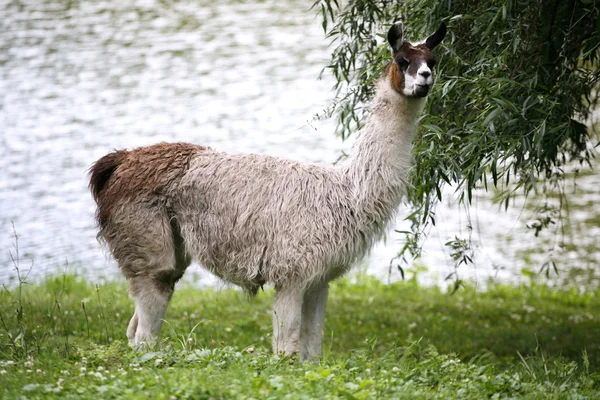 Llamas пасутся на берегу реки сельской местности — стоковое фото