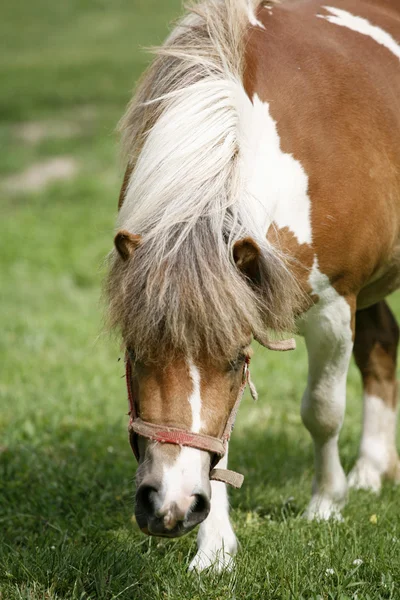 Ponny bete i fälten gräs — Stockfoto