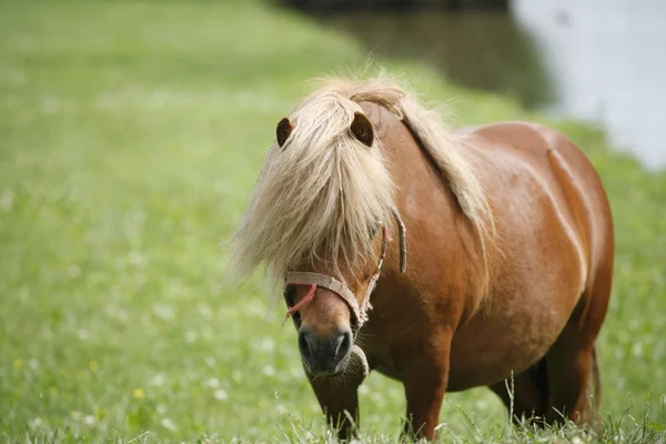 Pony grazing in the grass fields — Stock Photo, Image