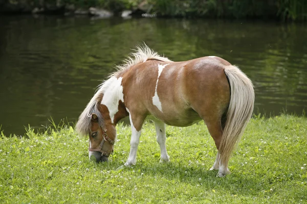 Pony horse  grazing on the river side — Stock Photo, Image