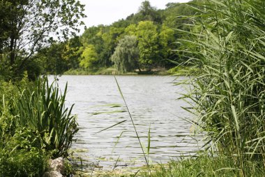 Manzara ile orman ve göl yaz 