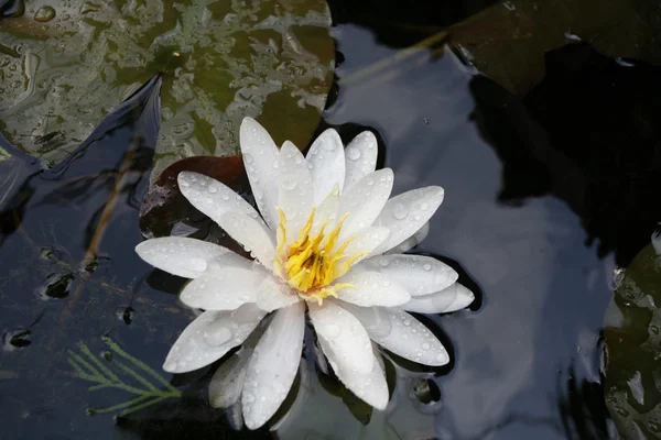 Güzel beyaz su lily çiçek tam çiçeklenme göle — Stok fotoğraf