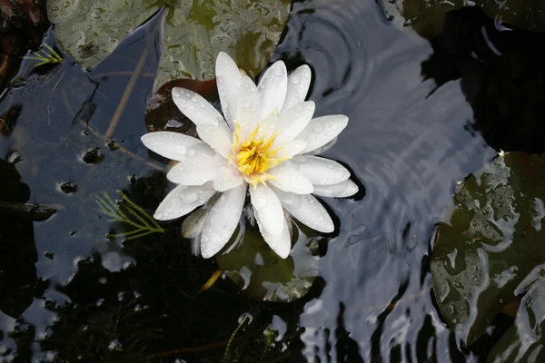 Güzel beyaz su lily çiçek tam çiçeklenme göle — Stok fotoğraf