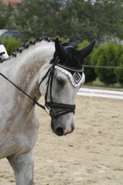 Yan görünüm portre çalışması sırasında bir güzel gri terbiye at