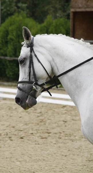 Portrait latéral d'un beau cheval de dressage gris pendant wor — Photo