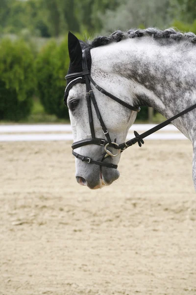 Headshot de um cavalo esporte dressage cinza em ação — Fotografia de Stock