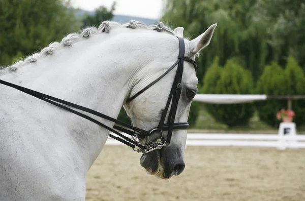 作業中に美しい灰色馬術馬像側ビュー — ストック写真